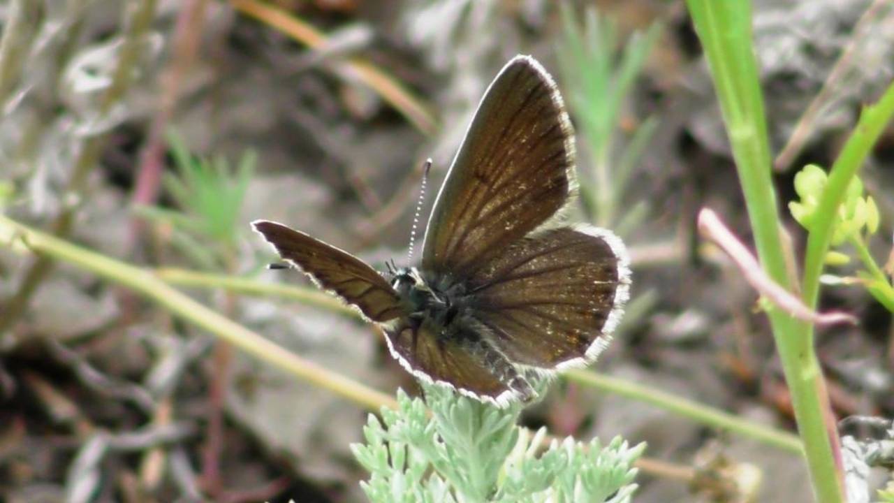 Бабочка. Голубянка Икар. Самка ( Polyommatus Icarus )