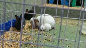 Кролики video_2025-07-23