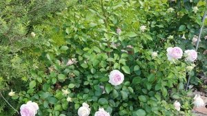 Роза Веленшпиль.