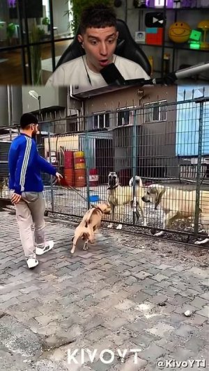 СОБАКИ УСТРОИЛИ РАЗБОРКУ 💀