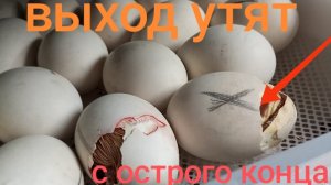«Ягодичное» прилежание у утят. Помогаем вылупится с острого конца без последствий.