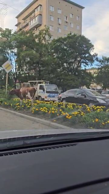 Коровы на службе ЖКХ: в Славянке траву косят по-деревенски смотреть онлайн