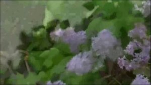 На струнах гитары... на стихи Анны Присяжной