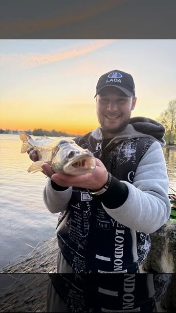 Судак на 1,5 кг  #Сестрорецк #судак #рыбалка