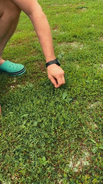 Лекартственные травы от смотреть онлайн