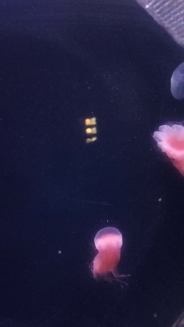 Москвариум 2025 смотреть онлайн