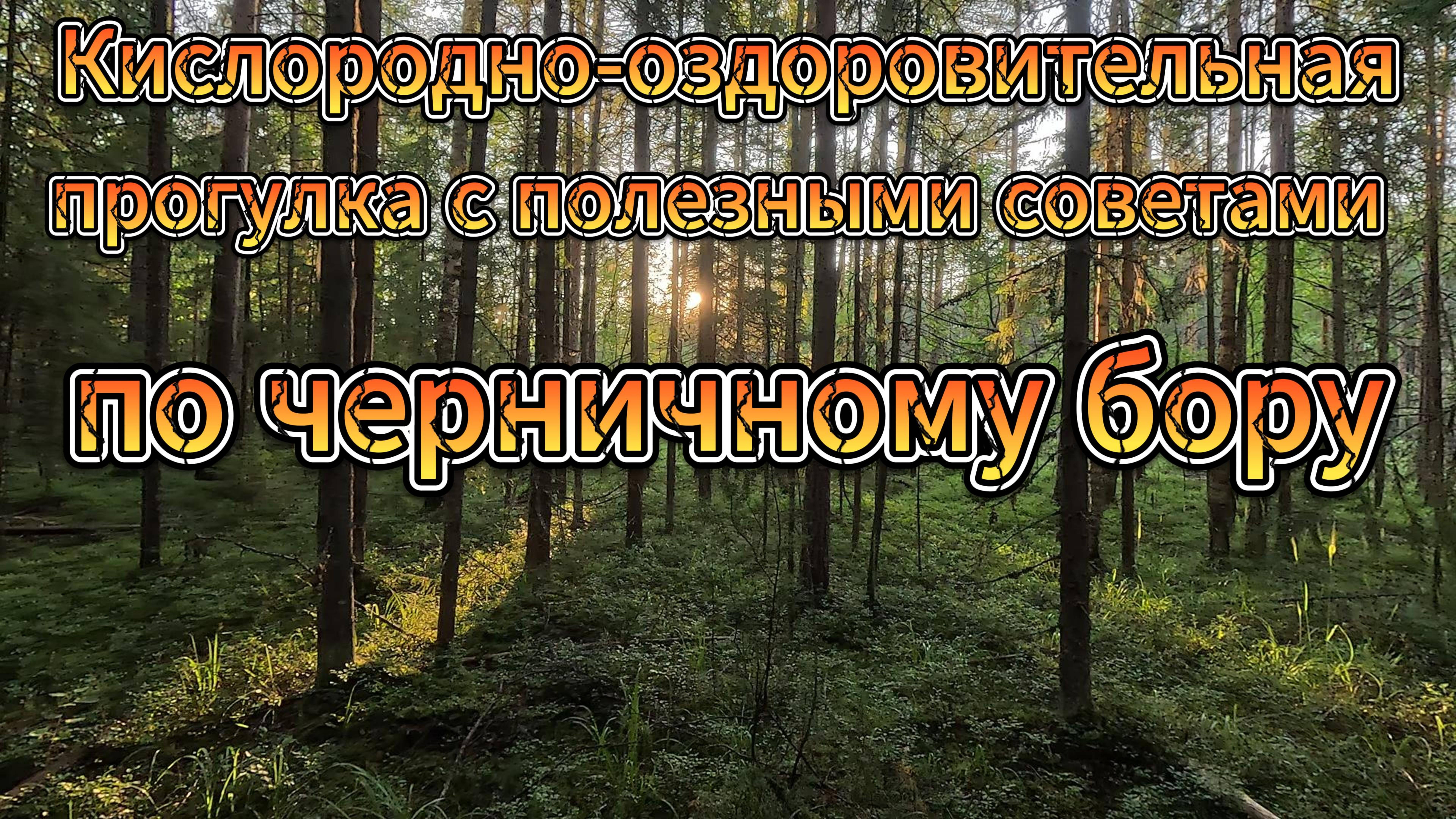 Кислородно-оздоровительная прогулка с полезными советами по черничному бору. смотреть онлайн