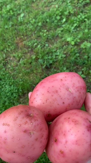 Первая картошка