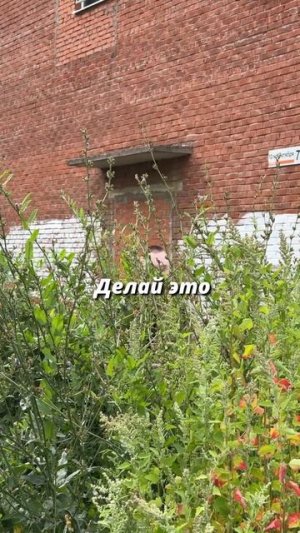 Вот откуда берутся ТТ в кустах Tanks Blitz