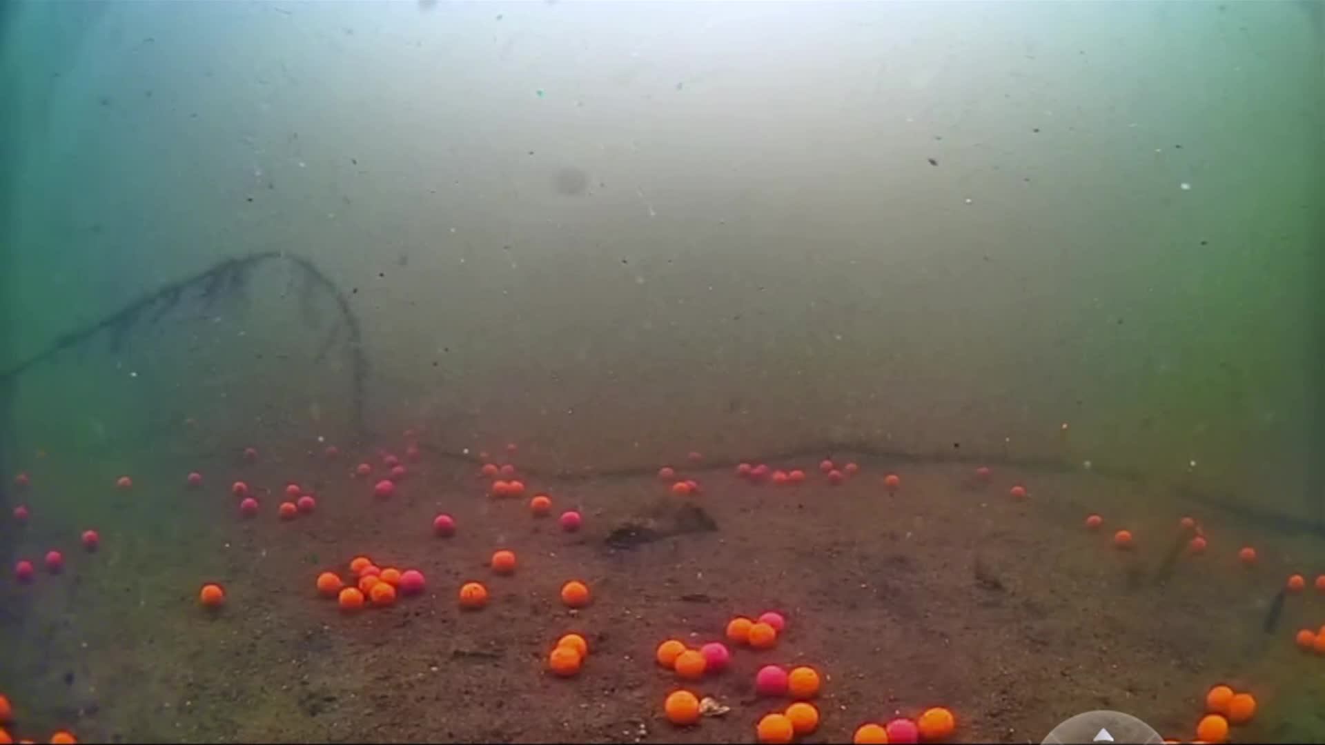 carp смотреть онлайн