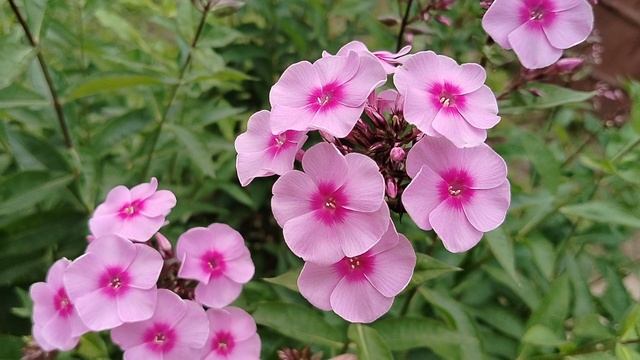 Новый флокс 'Сказка' селекции Гаганова П. Г. 1938 года. смотреть онлайн