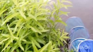 Рыбалка на карася .