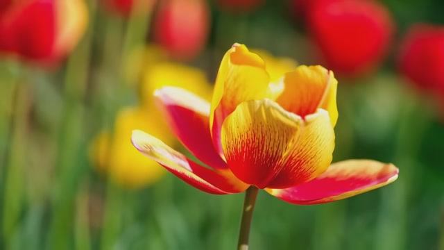 ЦВЕТОЧНЫЕ СНЫ. УМИРОТВОРЯЮЩАЯ ПРИРОДА ДЛЯ УСПОКОЕНИЯ УМА смотреть онлайн