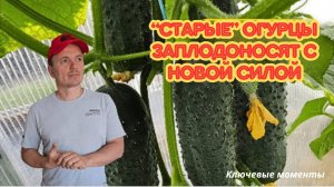 🥒 Вторая волна огурцов! Собираем ведрами до осени! 🚀🌿