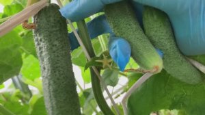 Урожай огурцов 23 июля в открытом грунте Лен. обл.