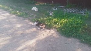 Кот Посиделки на травке video_2025-07-23