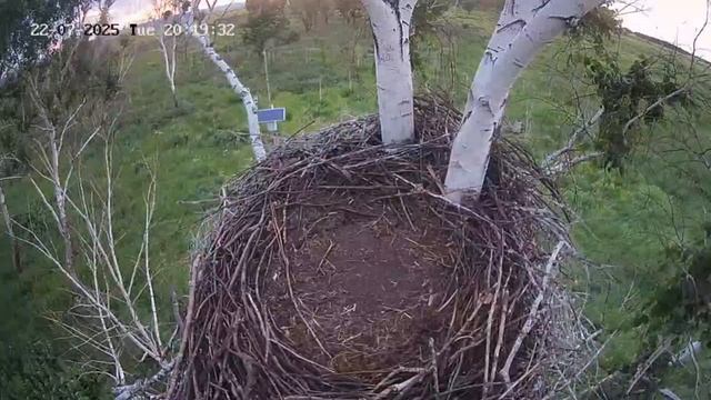 Птенец вылетел из гнезда. смотреть онлайн