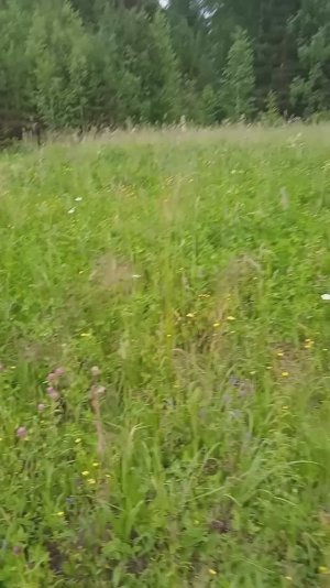 Восстановление травостоя на сенокосе.