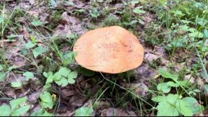 Грибная охота - повезет ли на этот раз?