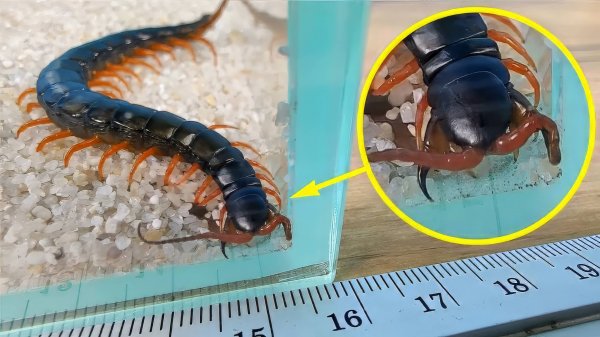 Нашел огромную ядовитую Сколопендру в посылке и оставил ее себе!