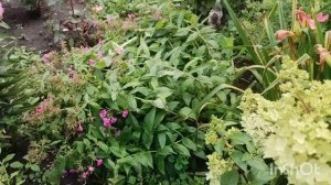 Как живут в русской деревне /всего по немногу...