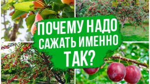 Как посадить плодовые культуры в саду - ГЛАВНОЕ ПРАВИЛО посадки!