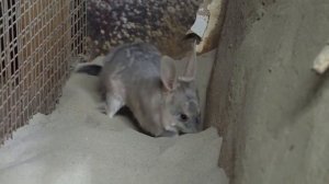 10 Сумчатых Животных