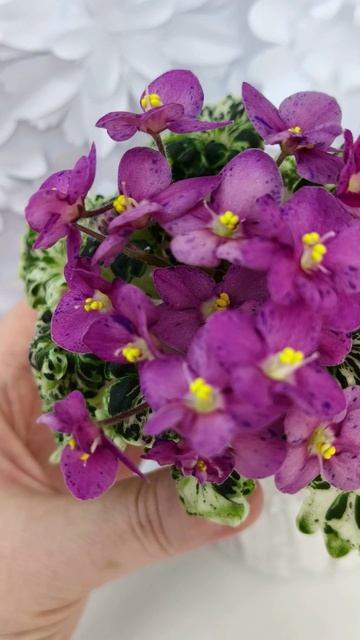 Фиалка Mac's Pizzicato Paradise