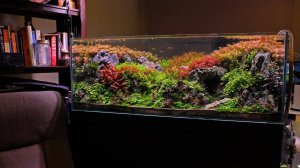 Покупка аквариумных растений