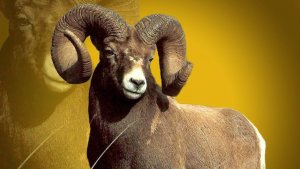 Аргали. Алтайский горный баран. Документальный фильм