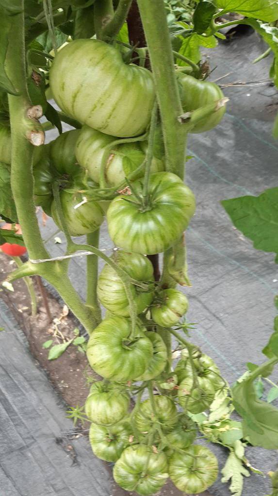 Восставший звездный истребитель КЭЙЛИ ЭНН ПИНК смотреть онлайн