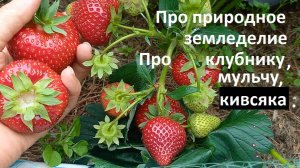 Про природное земледелие и сорта клубники.