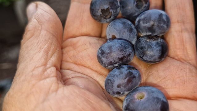 яСобираю первый урожай