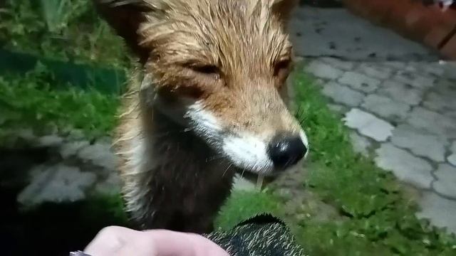 (1043) Лиса приходит в гости. Июль 2025 смотреть онлайн