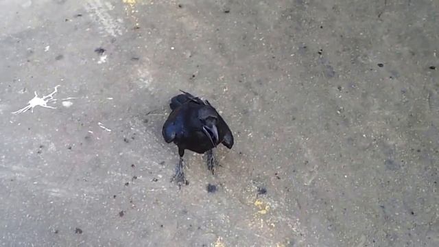 Top10 Самые Интересные Факты о Воронах. Познавательное о птицах. смотреть онлайн