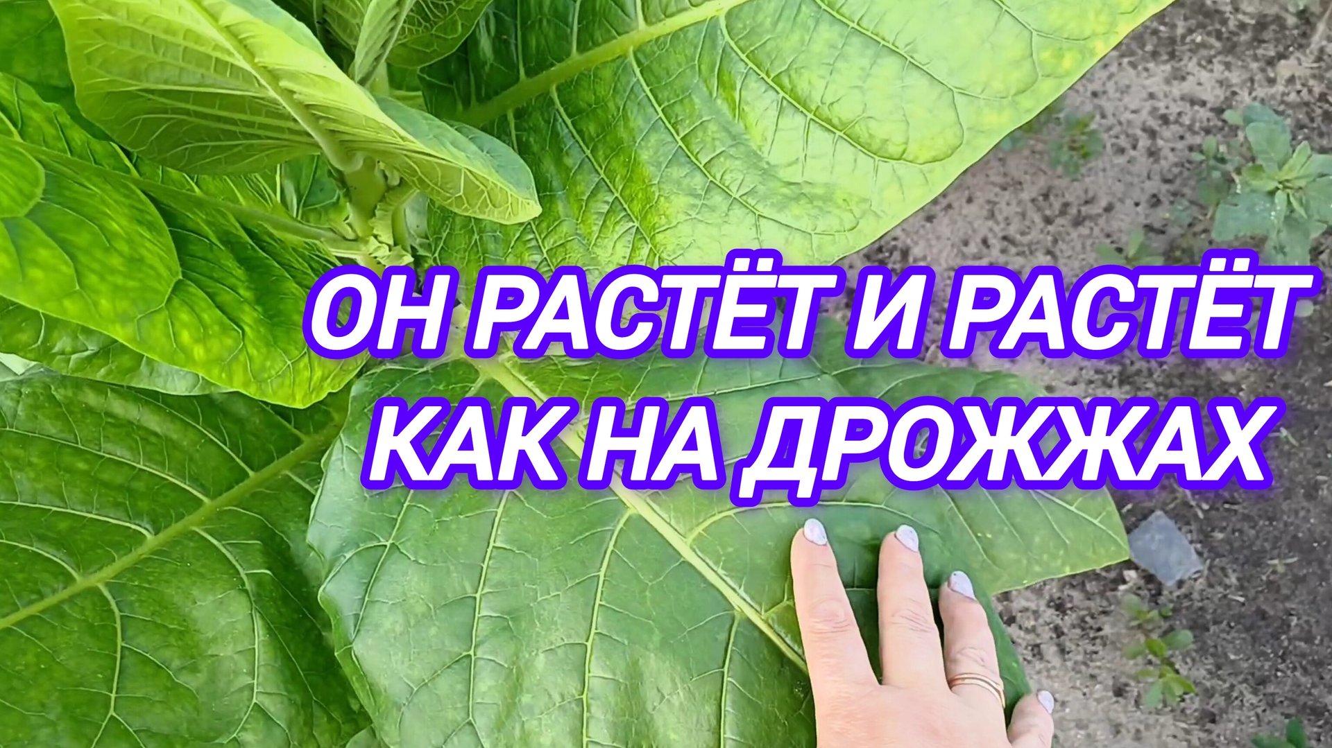 ОН РАСТЁТ И РАСТЁТ КАК НА ДРОЖЖАХ смотреть онлайн