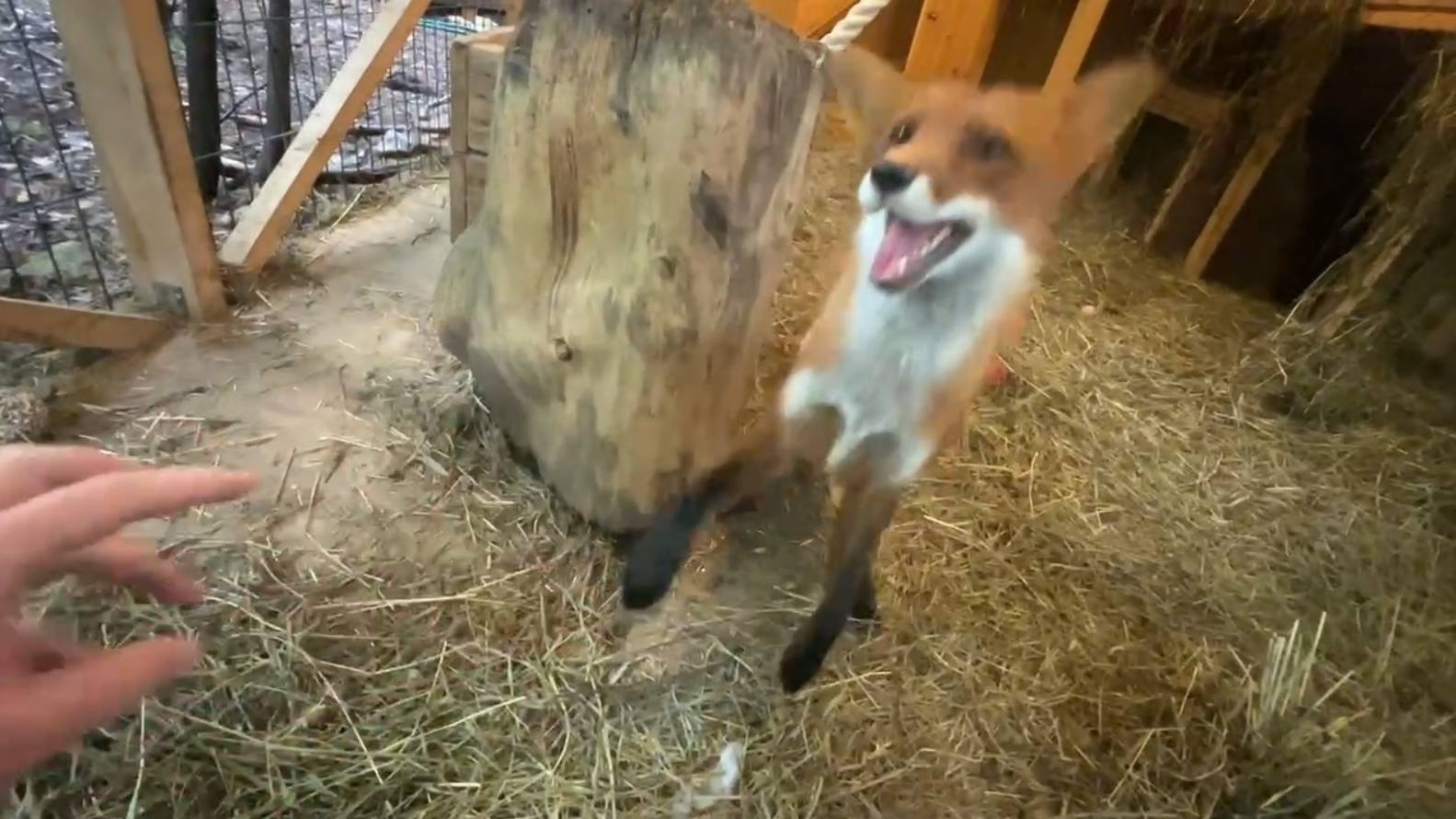 Лиса-Алиса. Лис Игнис играет и веселится смотреть онлайн