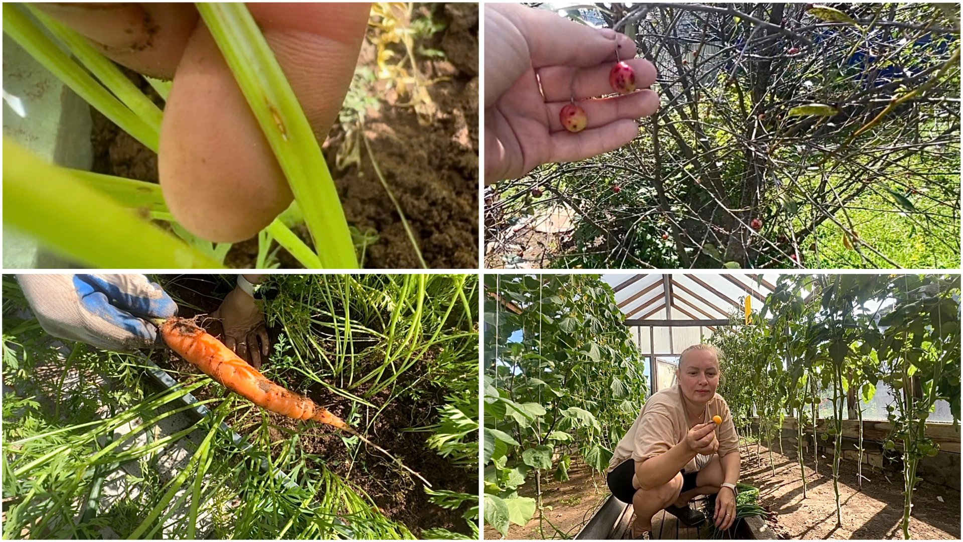 20 июля. Вишня заболела. Проредила морковь. Первая помидорка. Малиновое лето смотреть онлайн