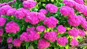 Посадил и забыл: 3 самых неприхотливых многолетников для сада!