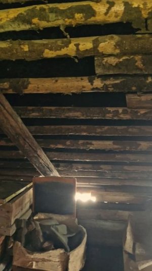 Чердак! Змея!