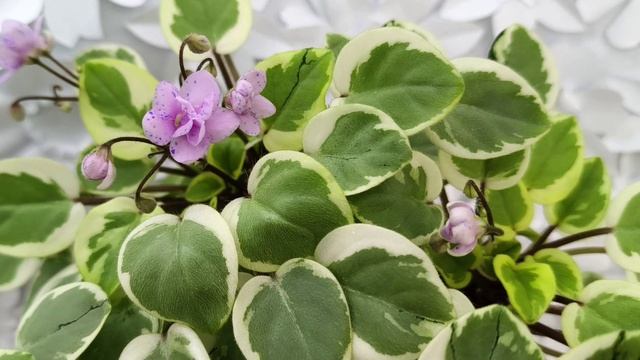 Фиалка химера Жемчужный Восторг