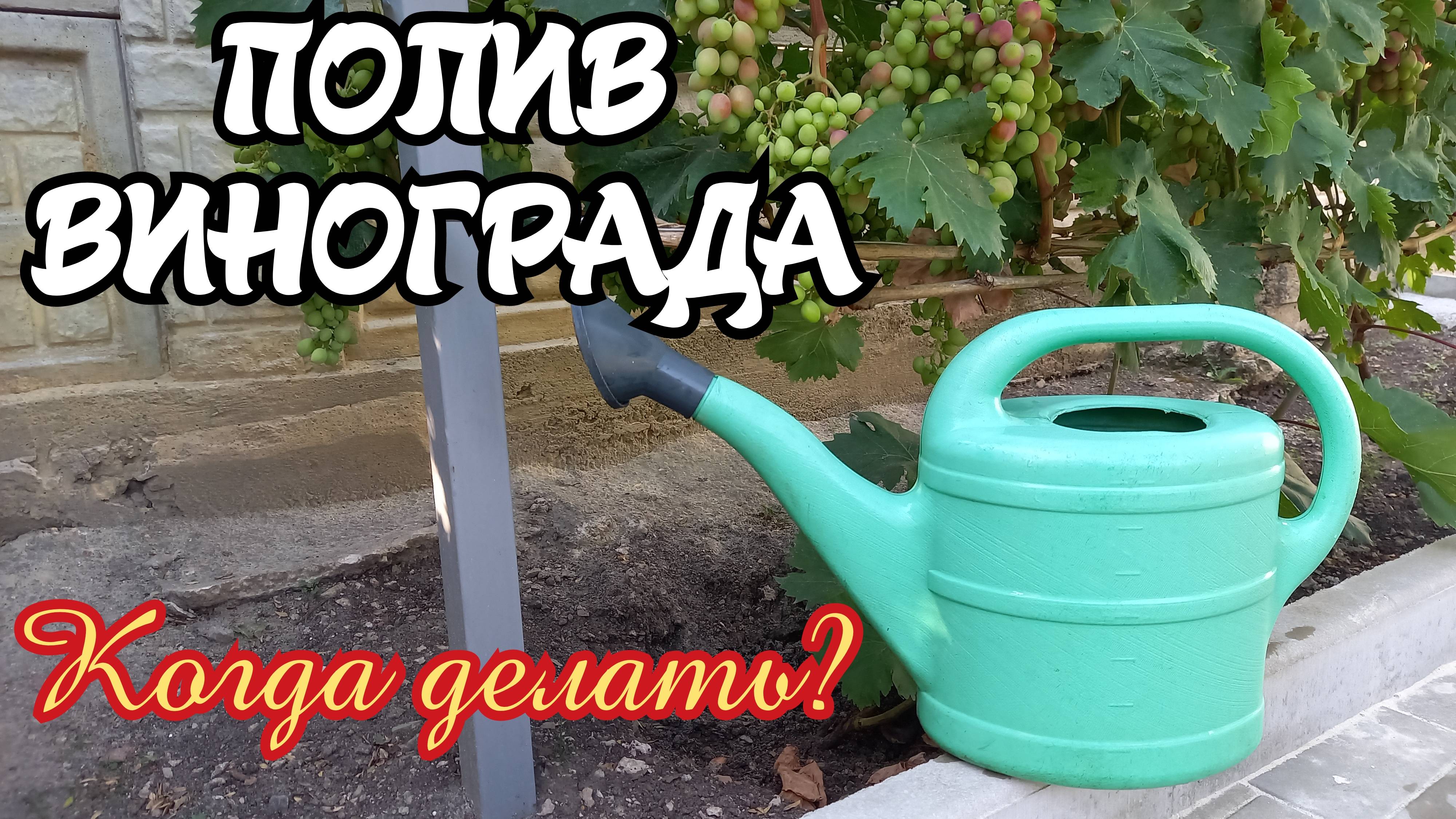 ПОЛИВ ВИНОГРАДА. Когда делать? смотреть онлайн
