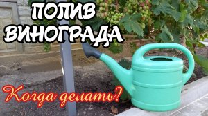 ПОЛИВ ВИНОГРАДА. Когда делать?
