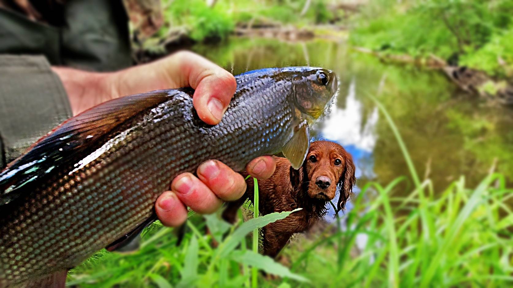 Рыбалка на Хариуса/ Таежный ручей/ Трофей пойман смотреть онлайн