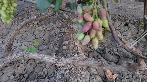 ОЧЕНЬ РАННИЕ НОВИНКИ ВИНОГРАДА!!!