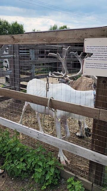 Дикая Земля