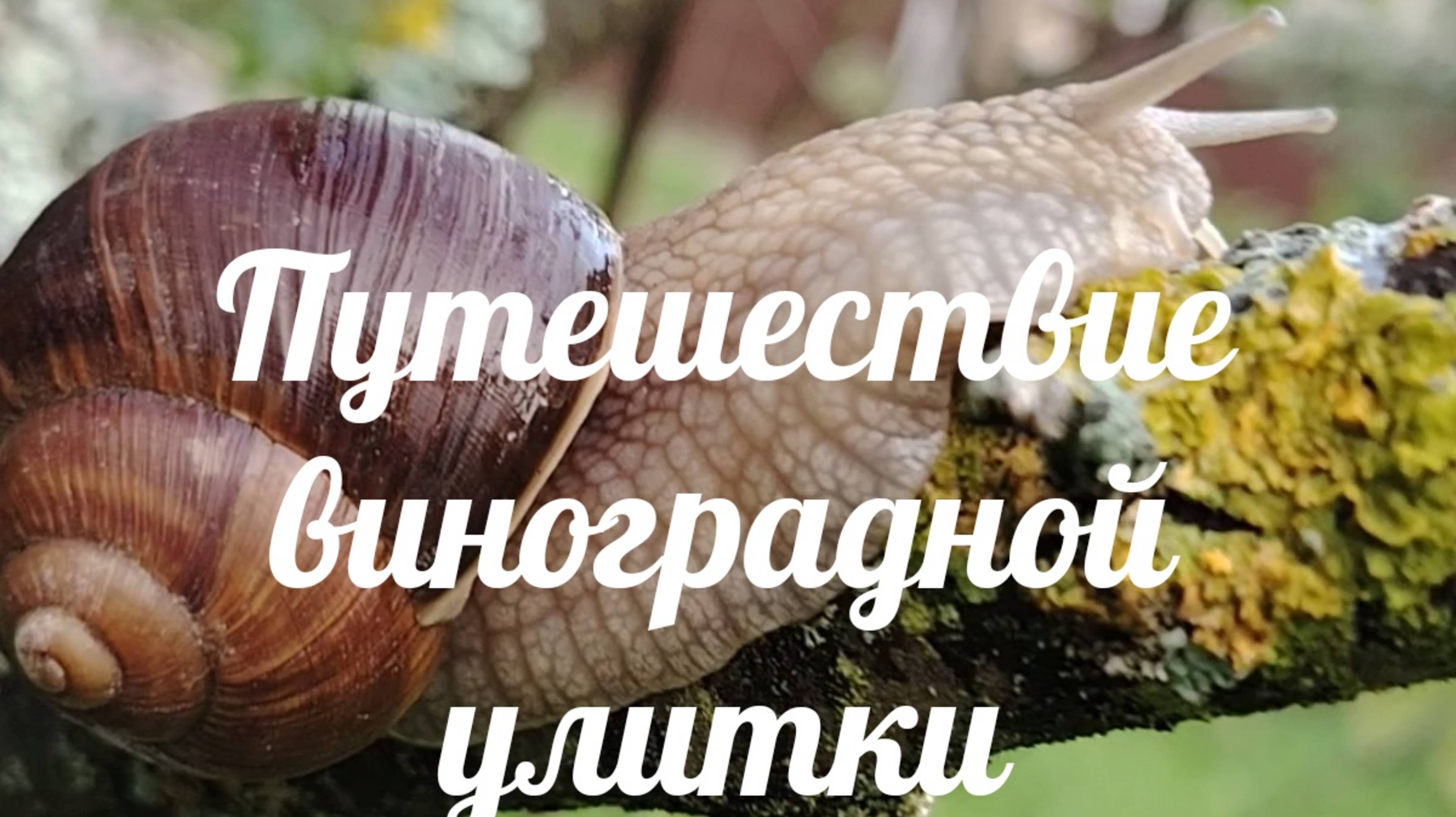 Путешествие улитки смотреть онлайн