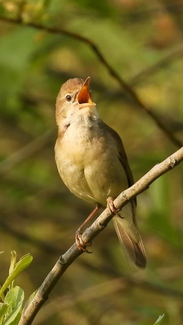 Птицы России, Голоса птиц, Садовая Камышевка, наблюдение в Великом Новгороде, 5 июня 2025. смотреть онлайн