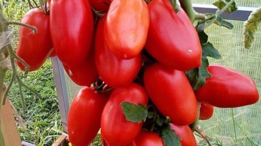 Обязательная ПОДКОРМКА ТОМАТОВ В АВГУСТЕ СДЕЛАЕТ ваши ПОМИДОРЫ СЛАДКИМИ, сочными и вкусными смотреть онлайн