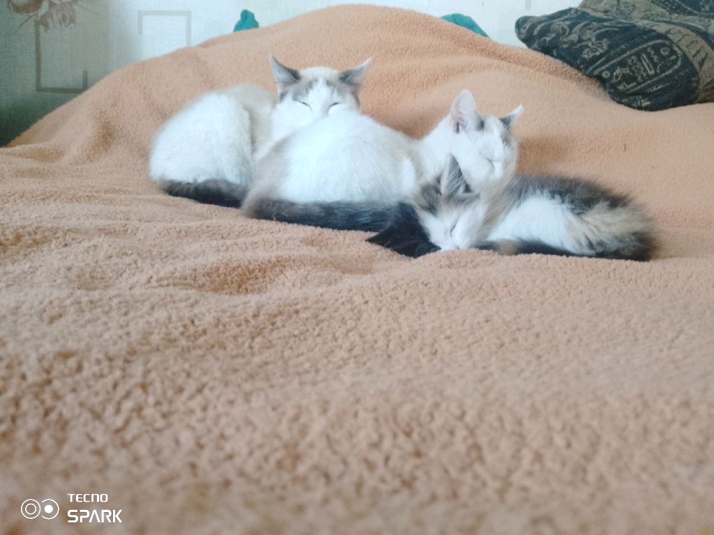 пппп смотреть онлайн